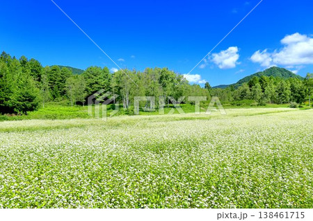 開田高原のそば畑 138461715