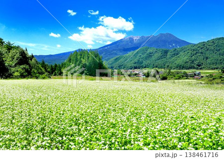 開田高原のそば畑 138461716