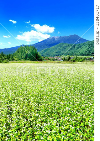 開田高原のそば畑 138461717