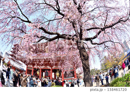 浅草宝蔵門近くにある枝垂れ桜 138461720