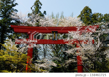 冠稲荷神社の大鳥居と桜 冠稲荷神社の大鳥居と桜 138461725