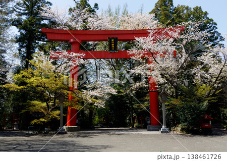 冠稲荷神社の大鳥居と桜 冠稲荷神社の大鳥居と桜 138461726