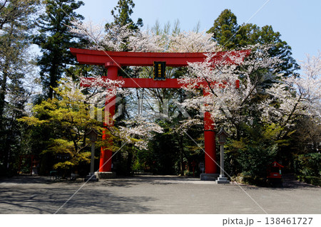 冠稲荷神社の大鳥居と桜 冠稲荷神社の大鳥居と桜 138461727