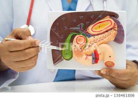 Liver with gallbladder, pancreas spleen and duodenum, Asian doctor holding human anatomy model for study diagnosis and treatment in hospital. 138461806