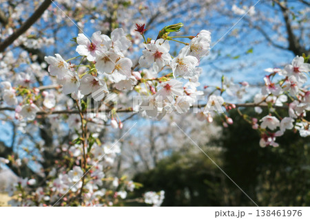 桜咲く 桜咲く 138461976