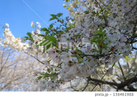 青空に映える桜 青空に映える桜 138461988