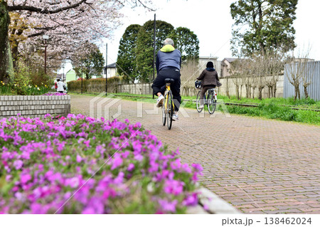 桜満開に咲く寒川の丸太の広場を自転車で走る人 桜満開に咲く寒川の丸太の広場を自転車で走る人 138462024