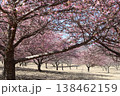 春の訪れを告げる河津桜 138462159