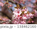 春の訪れを告げる河津桜 138462160