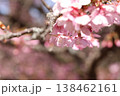 春の訪れを告げる河津桜 138462161