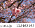春の訪れを告げる河津桜 138462162