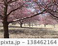 春の訪れを告げる河津桜 138462164