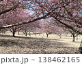 春の訪れを告げる河津桜 138462165