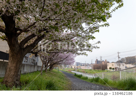 春　埼玉県朝霞市　黒目川沿いの風景　桜 138462186