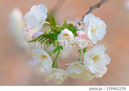 桜（白妙） 138462239