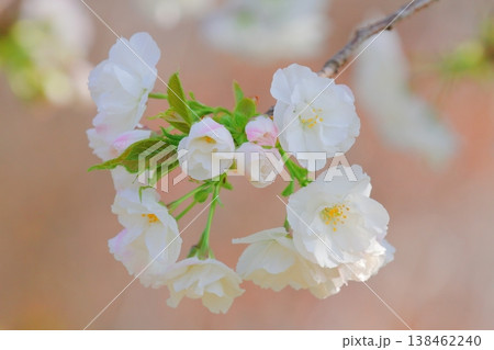 桜(白妙) 桜(白妙) 138462240