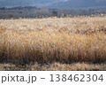 風に揺れるススキ 138462304