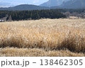 風に揺れるススキ 138462305