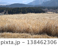 風に揺れるススキ 138462306