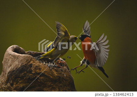 European greenfinch chasing Eurasian bullfinch off stump European greenfinch chasing Eurasian bullfinch off stump 138462413