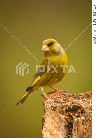 European greenfinch cocks head on tree stump European greenfinch cocks head on tree stump 138462415