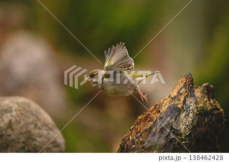 European greenfinch flies away from tree stump 138462428