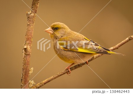 European greenfinch in profile on thin branch European greenfinch in profile on thin branch 138462443