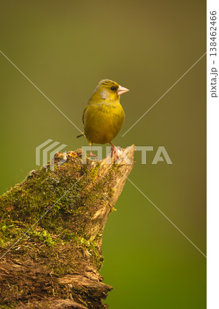 European greenfinch on mossy log turns head 138462466