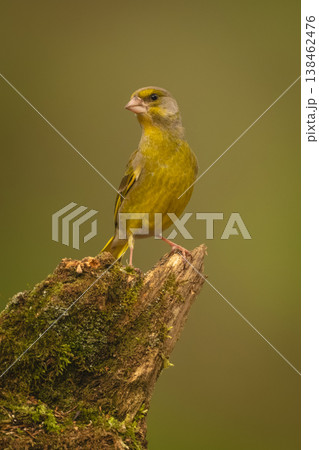 European greenfinch stretches neck on mossy log European greenfinch stretches neck on mossy log 138462476