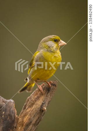 European greenfinch turns head on forked log European greenfinch turns head on forked log 138462490