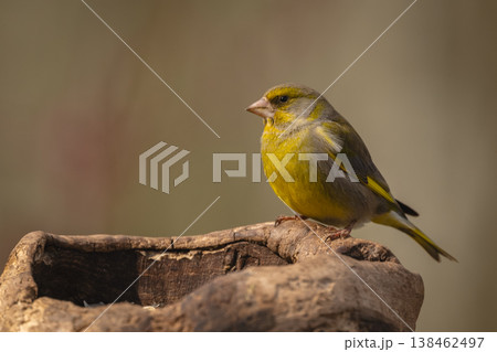 European greenfinch watches camera from dead stump European greenfinch watches camera from dead stump 138462497