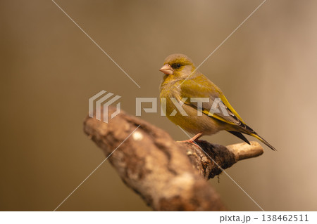 European greenfinch with catchlight on crooked branch European greenfinch with catchlight on crooked branch 138462511