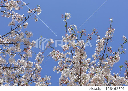 桜並木7 138462701