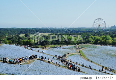 国営ひたち海浜公園のネモフィラと観光客 国営ひたち海浜公園のネモフィラと観光客 138462717