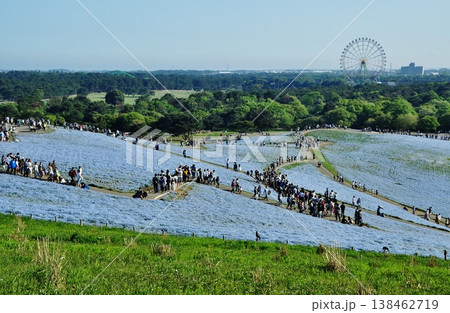 国営ひたち海浜公園のネモフィラと観光客 国営ひたち海浜公園のネモフィラと観光客 138462719