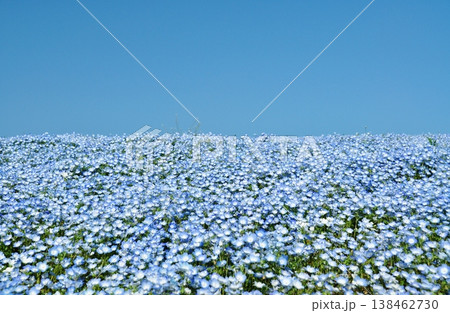 国営ひたち海浜公園のネモフィラ畑 138462730