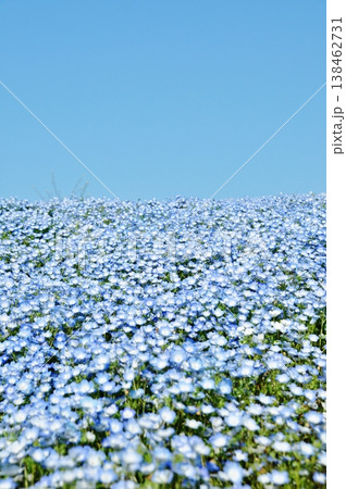 国営ひたち海浜公園のネモフィラ畑 138462731