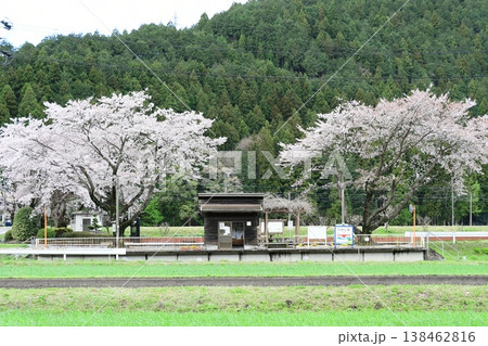 さくらとローカル鉄道 樽見鉄道高科駅 さくらとローカル鉄道 樽見鉄道高科駅 138462816