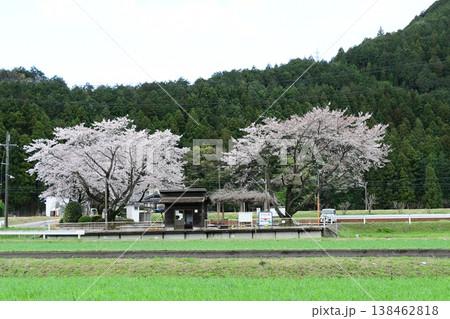 さくらとローカル鉄道 樽見鉄道高科駅 さくらとローカル鉄道 樽見鉄道高科駅 138462818