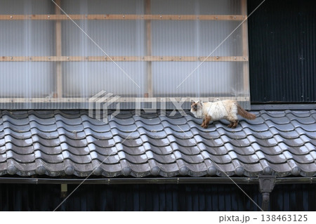 屋根の上を歩く猫 屋根の上を歩く猫 138463125
