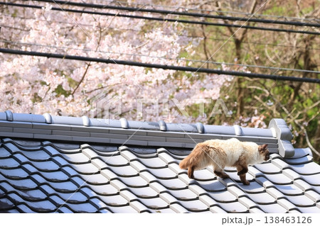 屋根の上を歩く猫 屋根の上を歩く猫 138463126