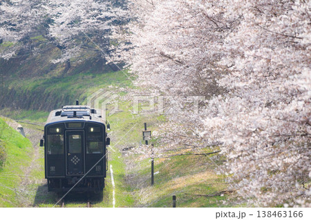 桜並木と「黒銀」（平成筑豊鉄道） 138463166