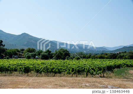 山に囲まれた広々とした平野に広がるワイナリー　地中海に浮かぶフランス領のコルシカ島にて 138463446