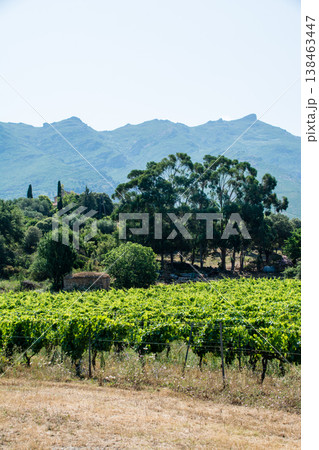山に囲まれた広々とした平野に広がるワイナリー　地中海に浮かぶフランス領のコルシカ島にて 138463447