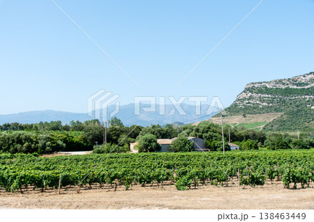山に囲まれた広々とした平野に広がるワイナリー　地中海に浮かぶフランス領のコルシカ島にて 138463449