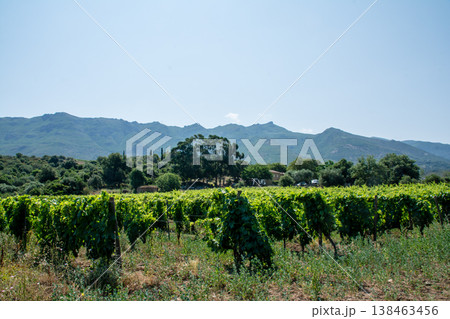 山に囲まれた広々とした平野に広がるワイナリー　地中海に浮かぶフランス領のコルシカ島にて 138463456