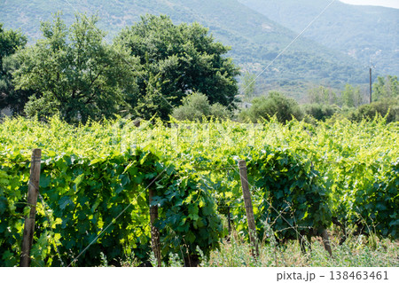 山に囲まれた広々とした平野に広がるワイナリー　地中海に浮かぶフランス領のコルシカ島にて 138463461