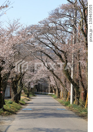 太平山「桜のトンネル」の桜 ( 栃木県 栃木市 ) 138463505