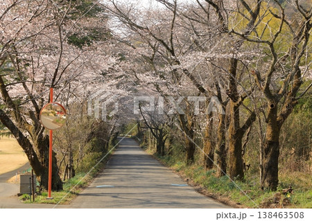 太平山「桜のトンネル」の桜 ( 栃木県 栃木市 ) 138463508
