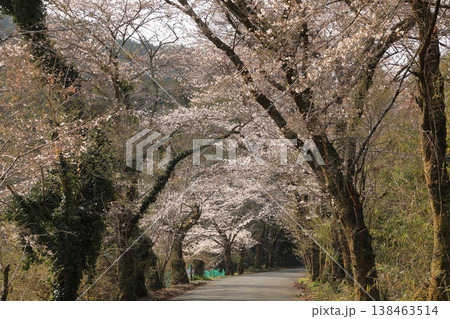 太平山「桜のトンネル」の桜 ( 栃木県 栃木市 ) 138463514